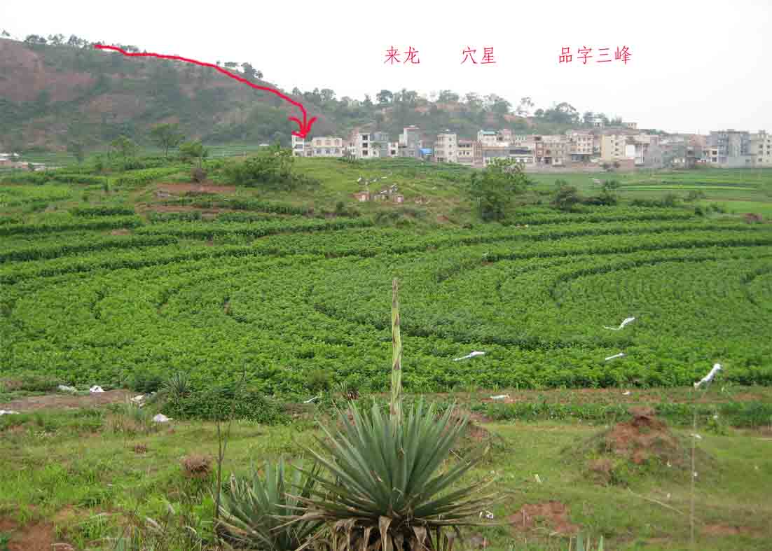 来龙2.jpg