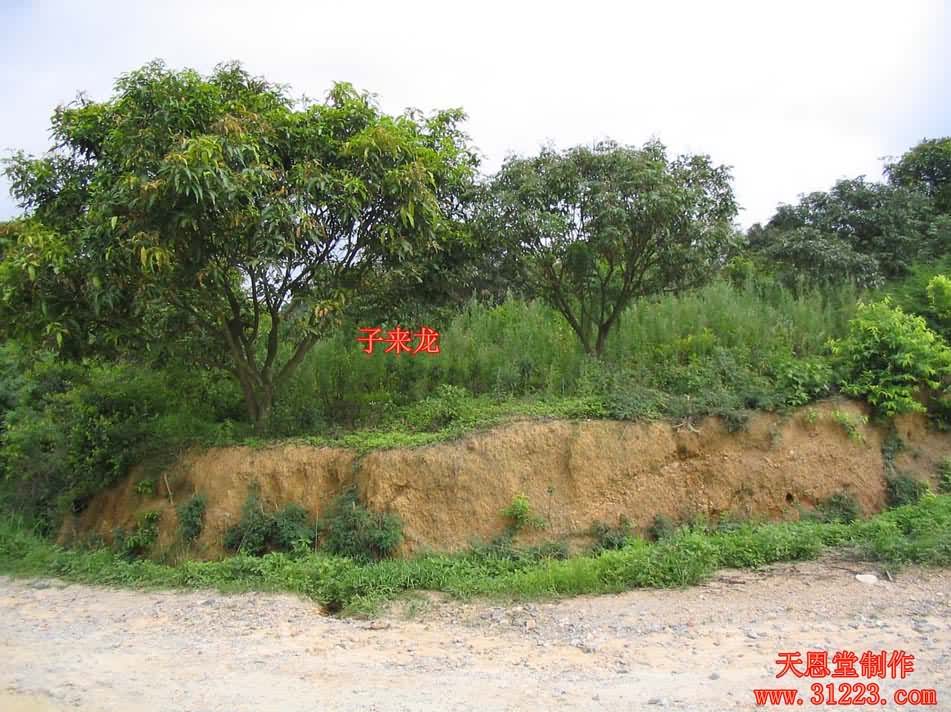来龙1.jpg