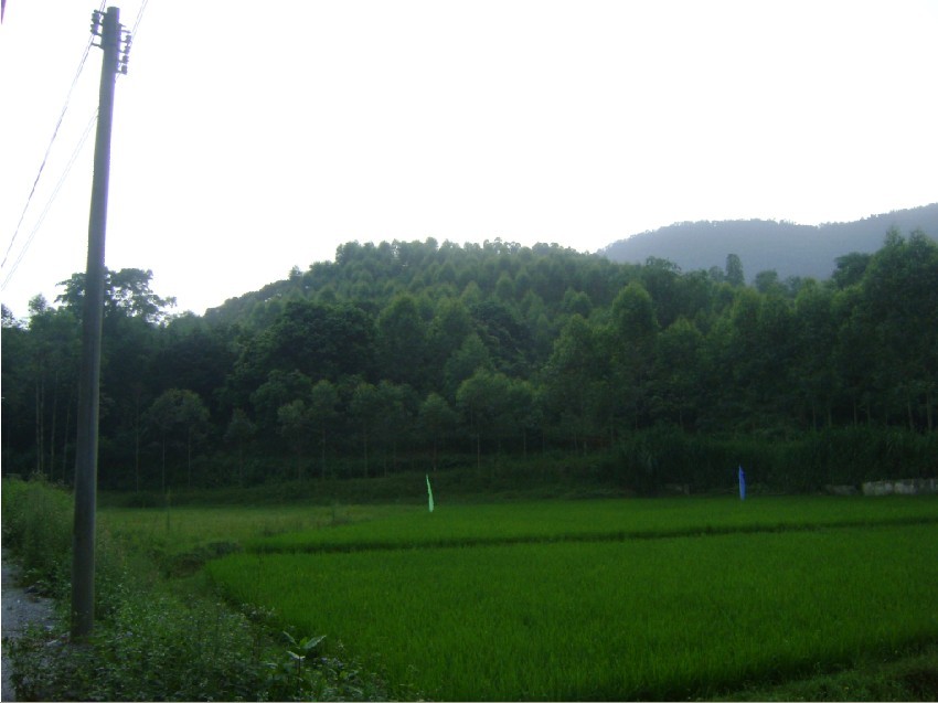 白虎边看父母.jpg