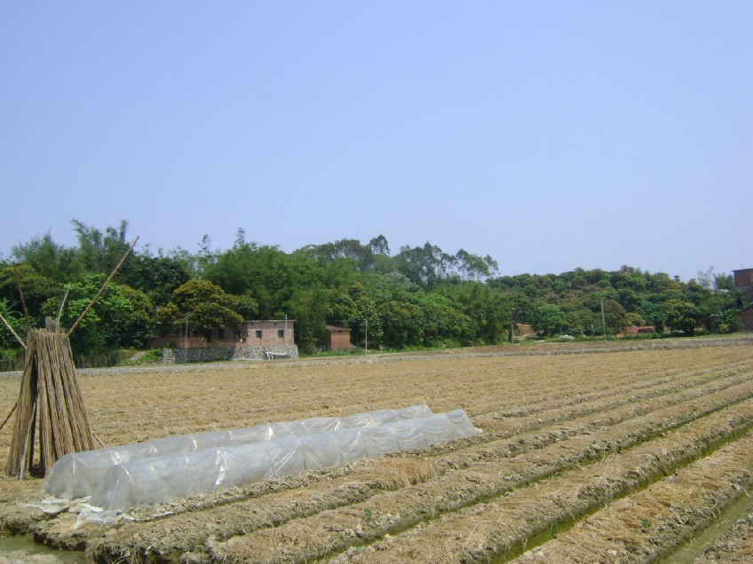 白虎1.jpg