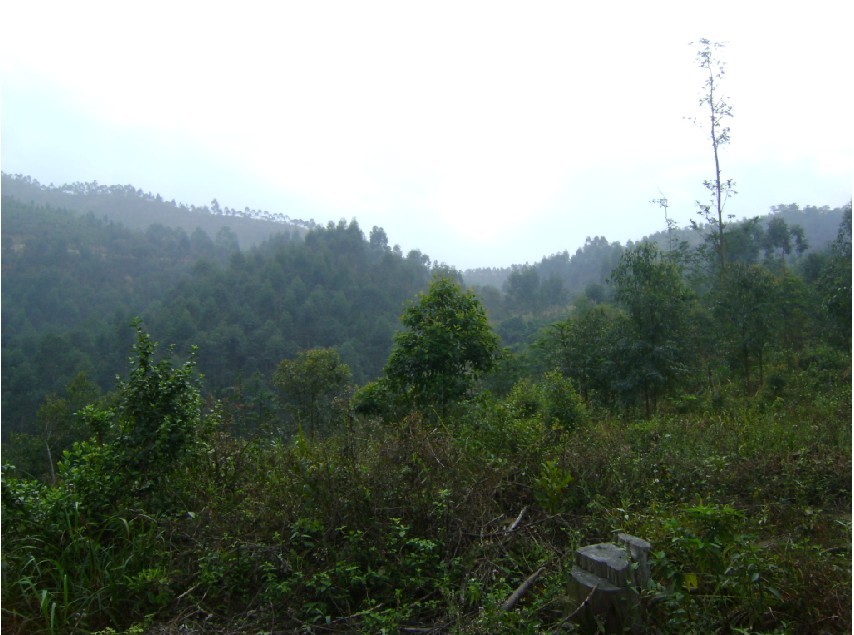 白虎1.jpg