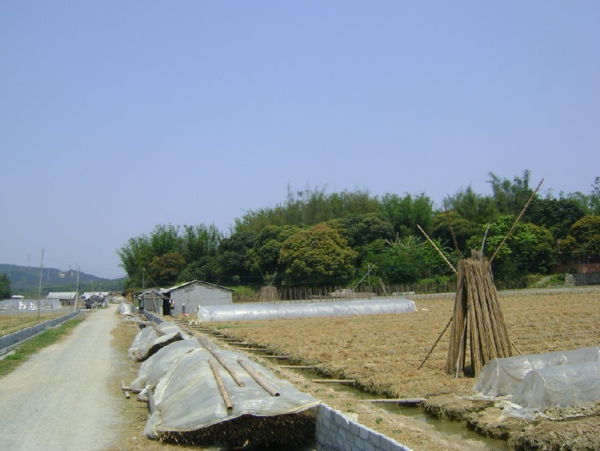 白虎2.jpg