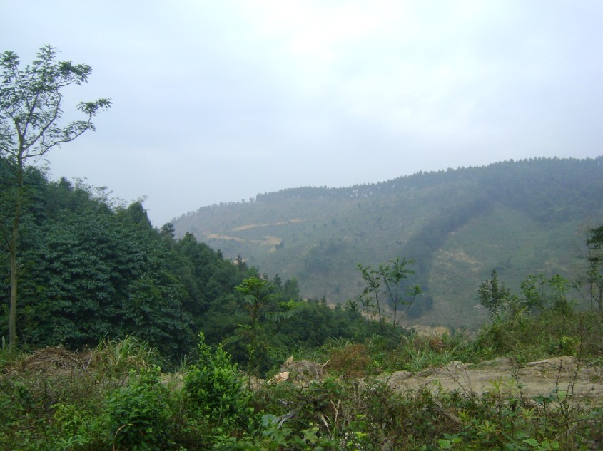 白虎6.jpg