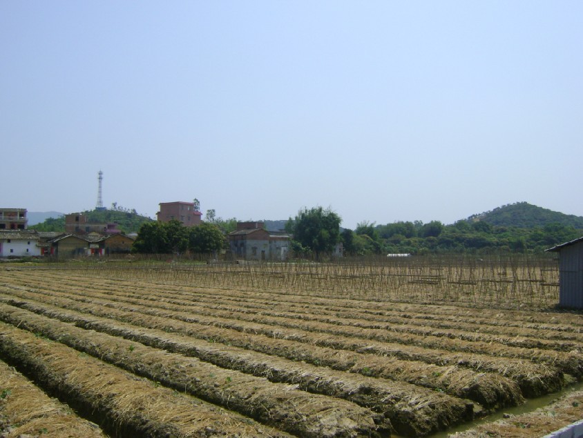 青龙1.jpg