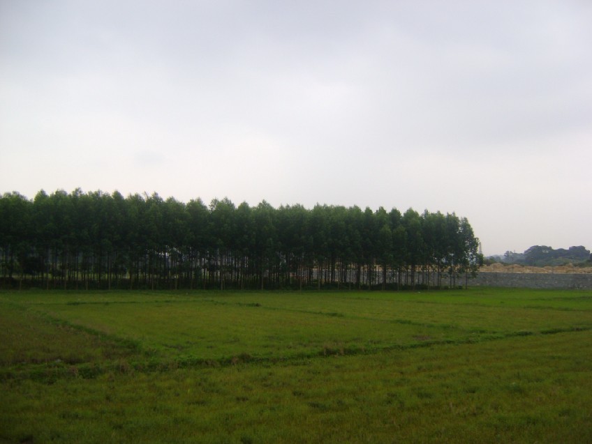 青龙4.jpg