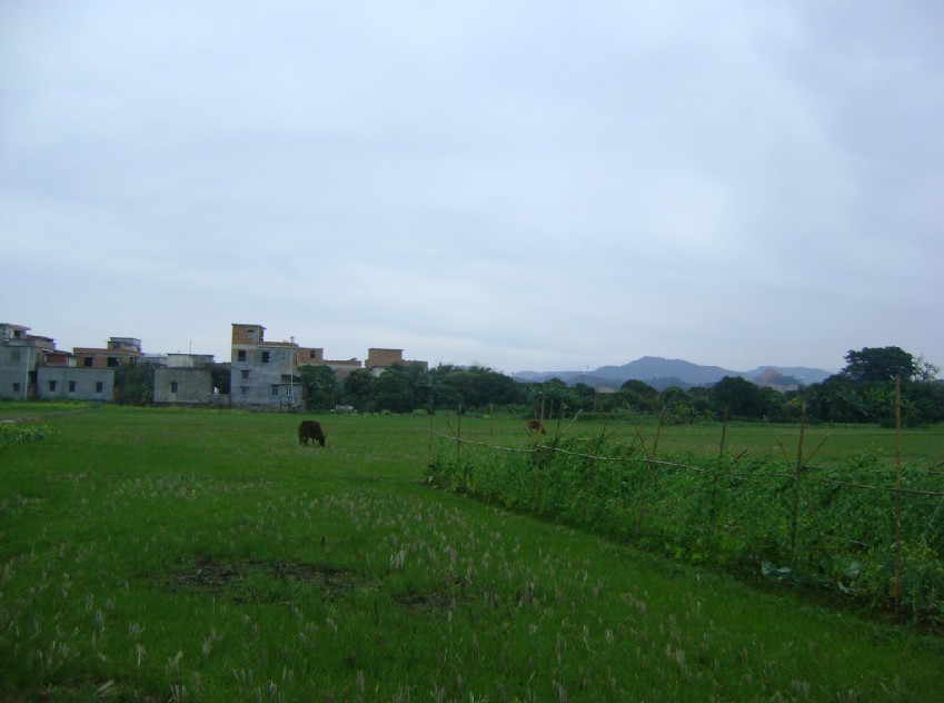 青龙2.jpg