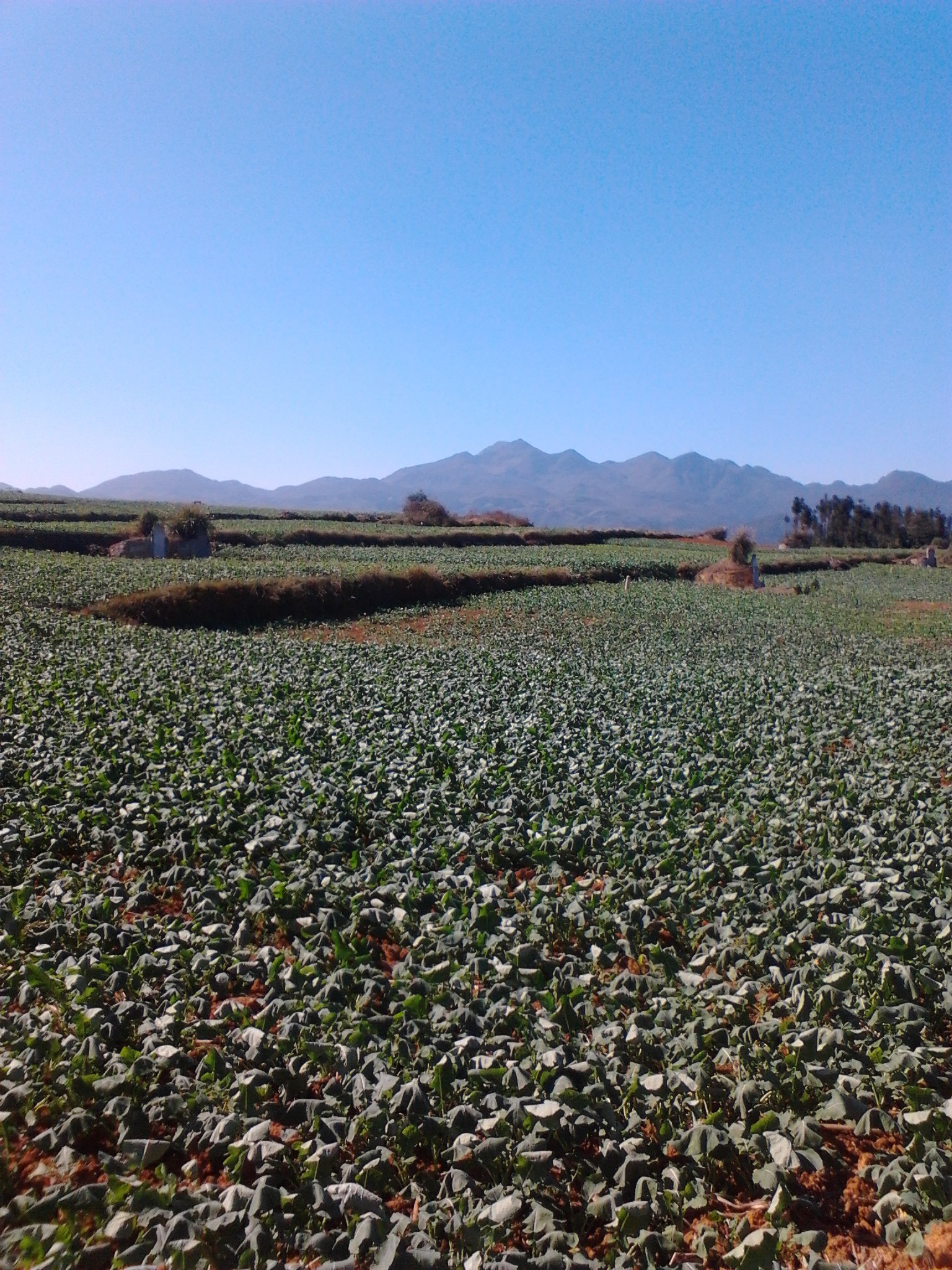 IMG_20121215_132943.jpg