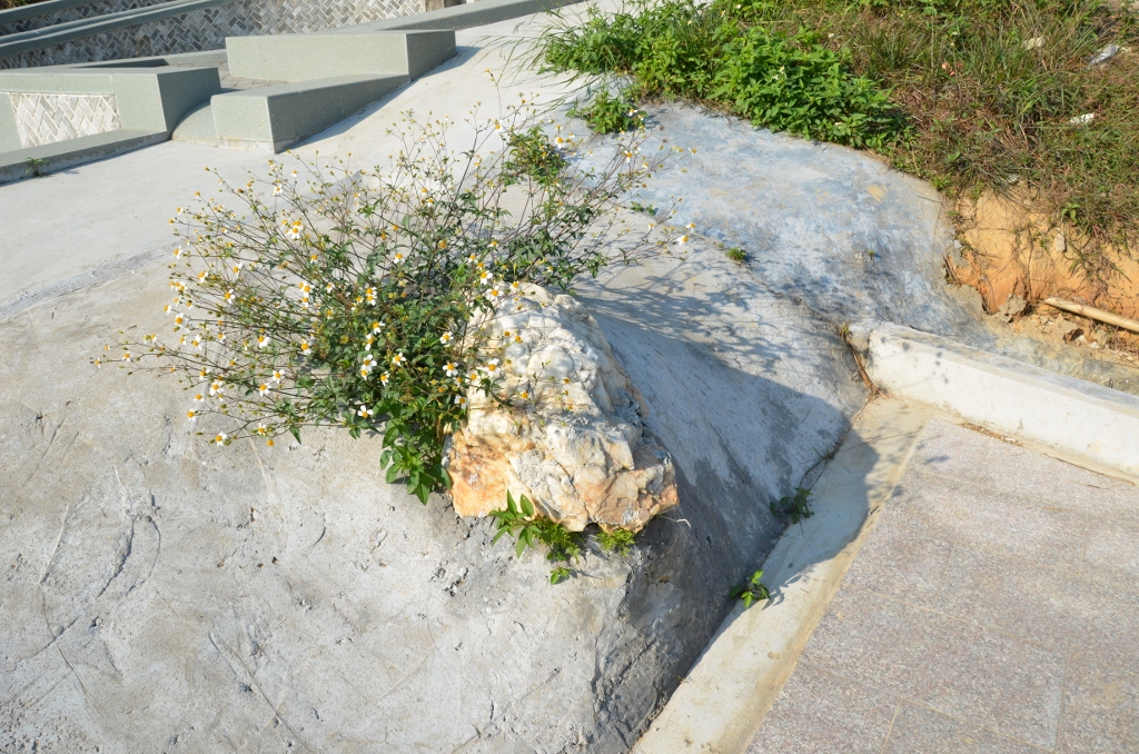 DSC_5991 (1024x678).jpg