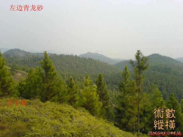 左边青龙砂.jpg