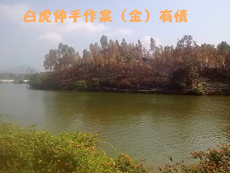 白虎伸手作案（金）有情.jpg