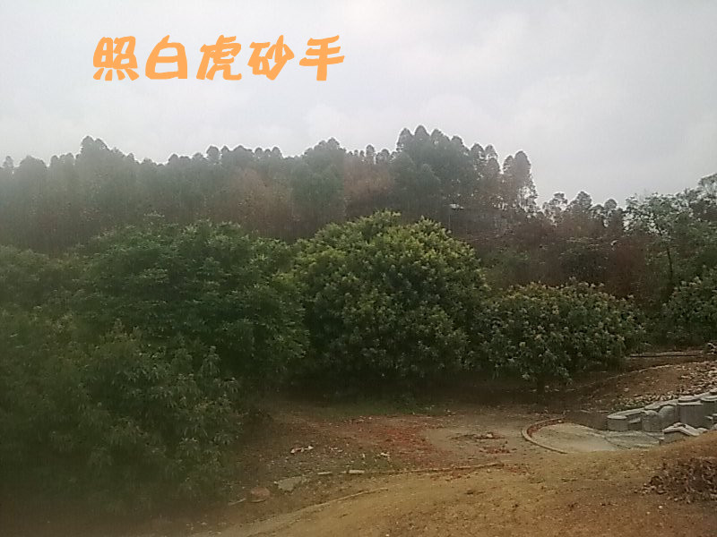 白虎砂手.jpg