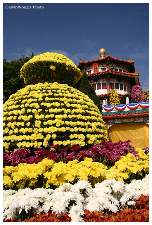 菊花展之美.jpg