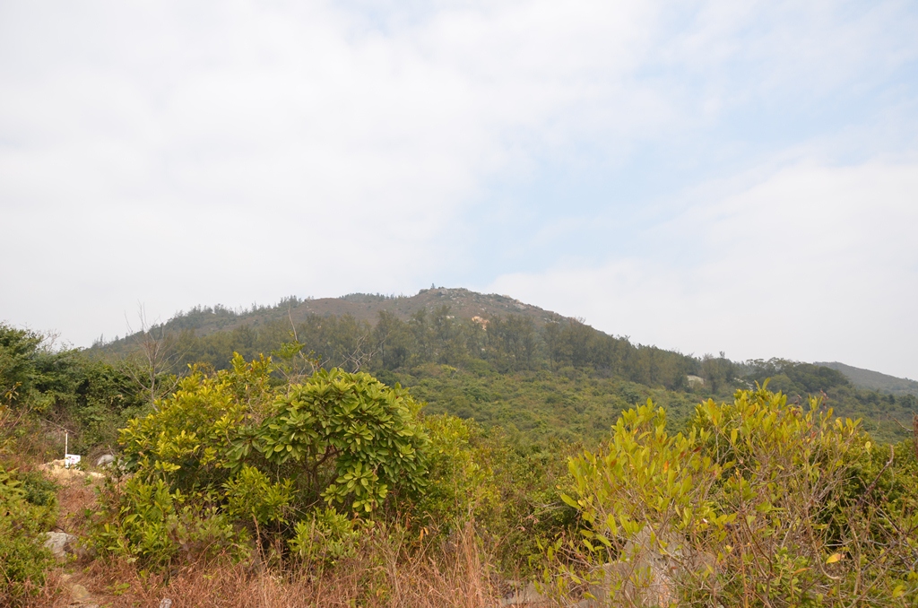 tongfok4.jpg