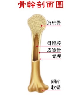 bone.jpg