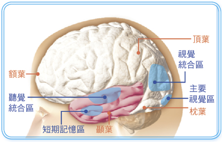 brain.jpg
