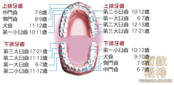 teeth05.jpg