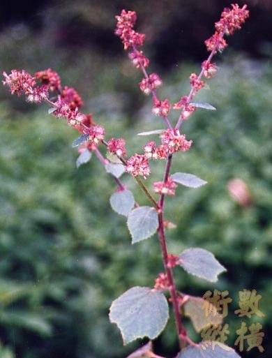 黃花虱母子.jpg