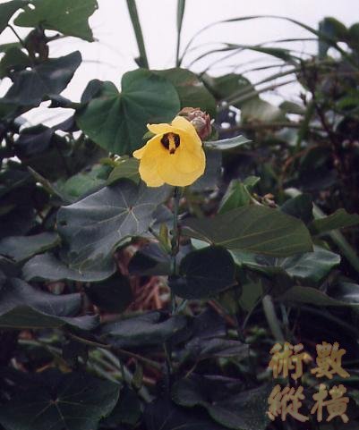 黃槿.jpg