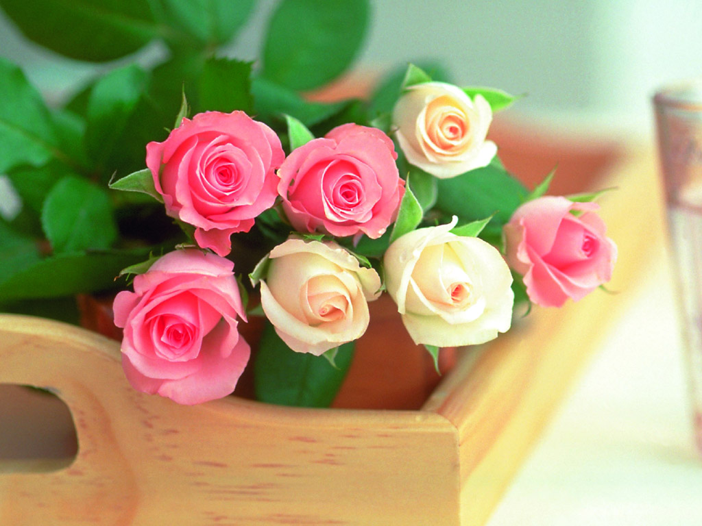 rose2_044.jpg