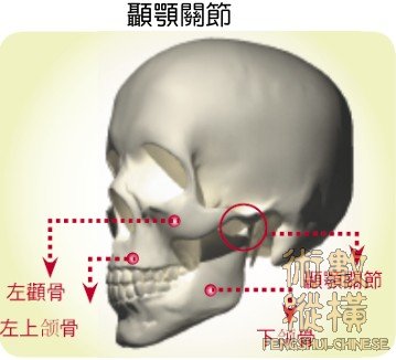 顳顎關節.jpg