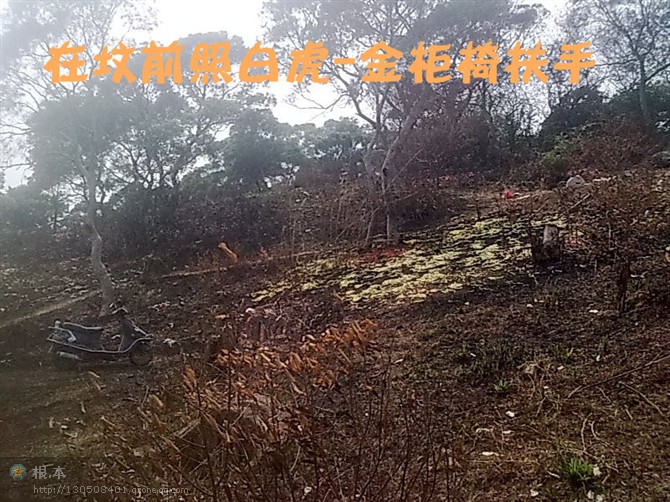 白虎砂手.jpg