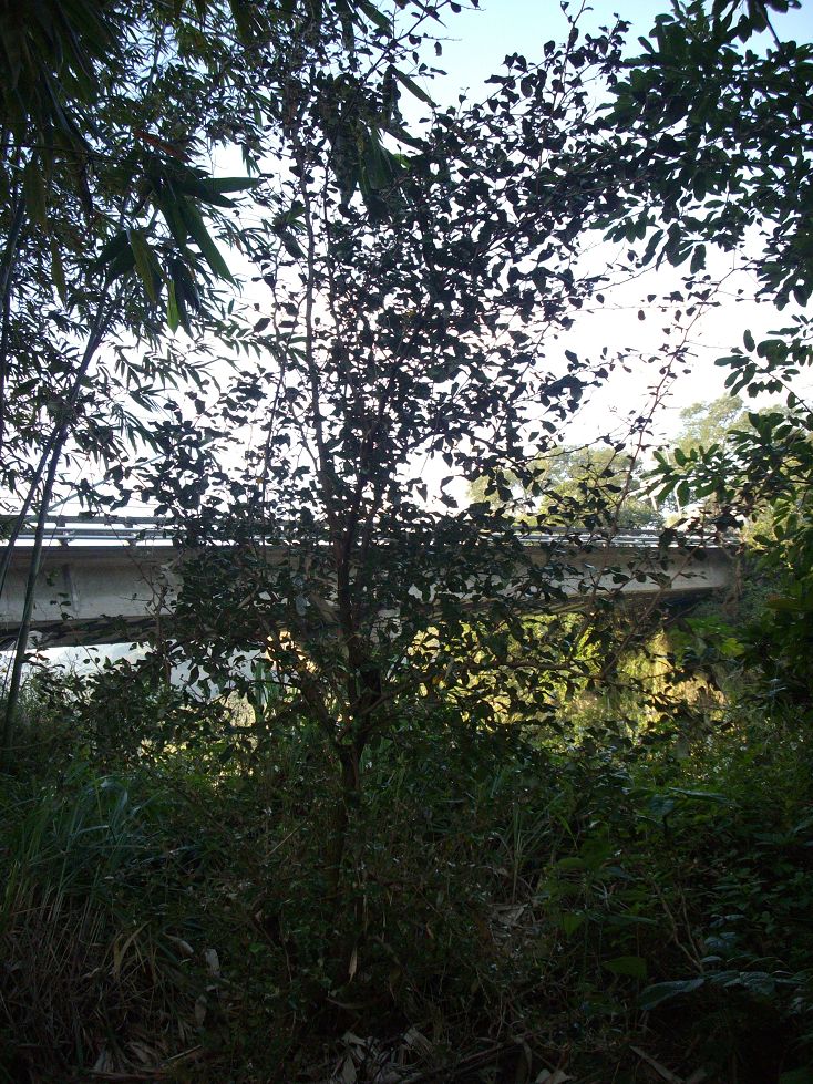 IMGP1907.JPG