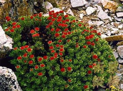 RHODIOLA.jpg