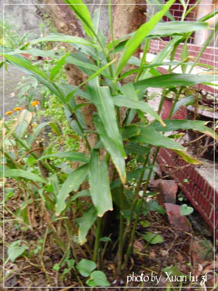SANY0032拷貝.jpg