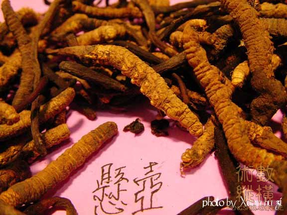 SANY0183拷貝.jpg