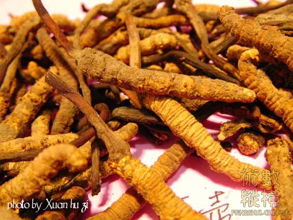 SANY0184拷貝.jpg