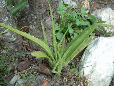 aloe.gif