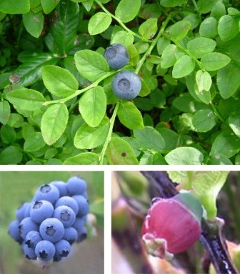 bilberry.jpg