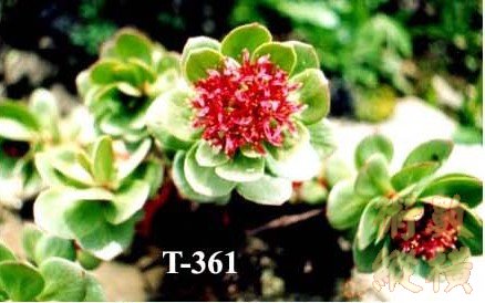 大花紅景天02.jpg