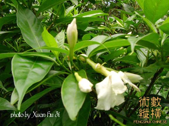 山馬茶拷貝.jpg