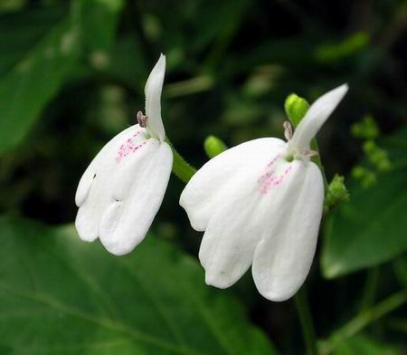 白鶴矚芝1.jpg