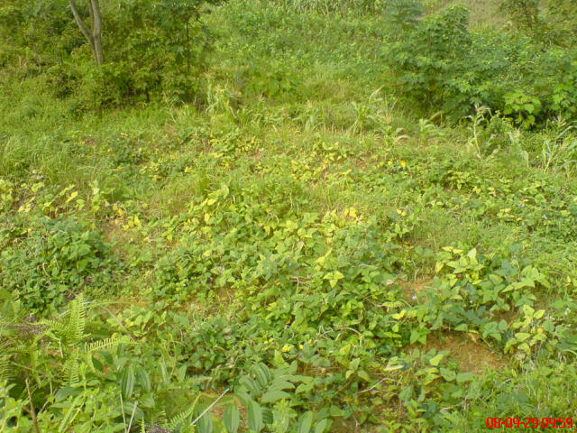 DSC00908.JPG