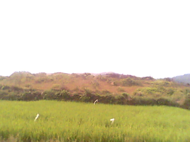 IMG0194A.jpg