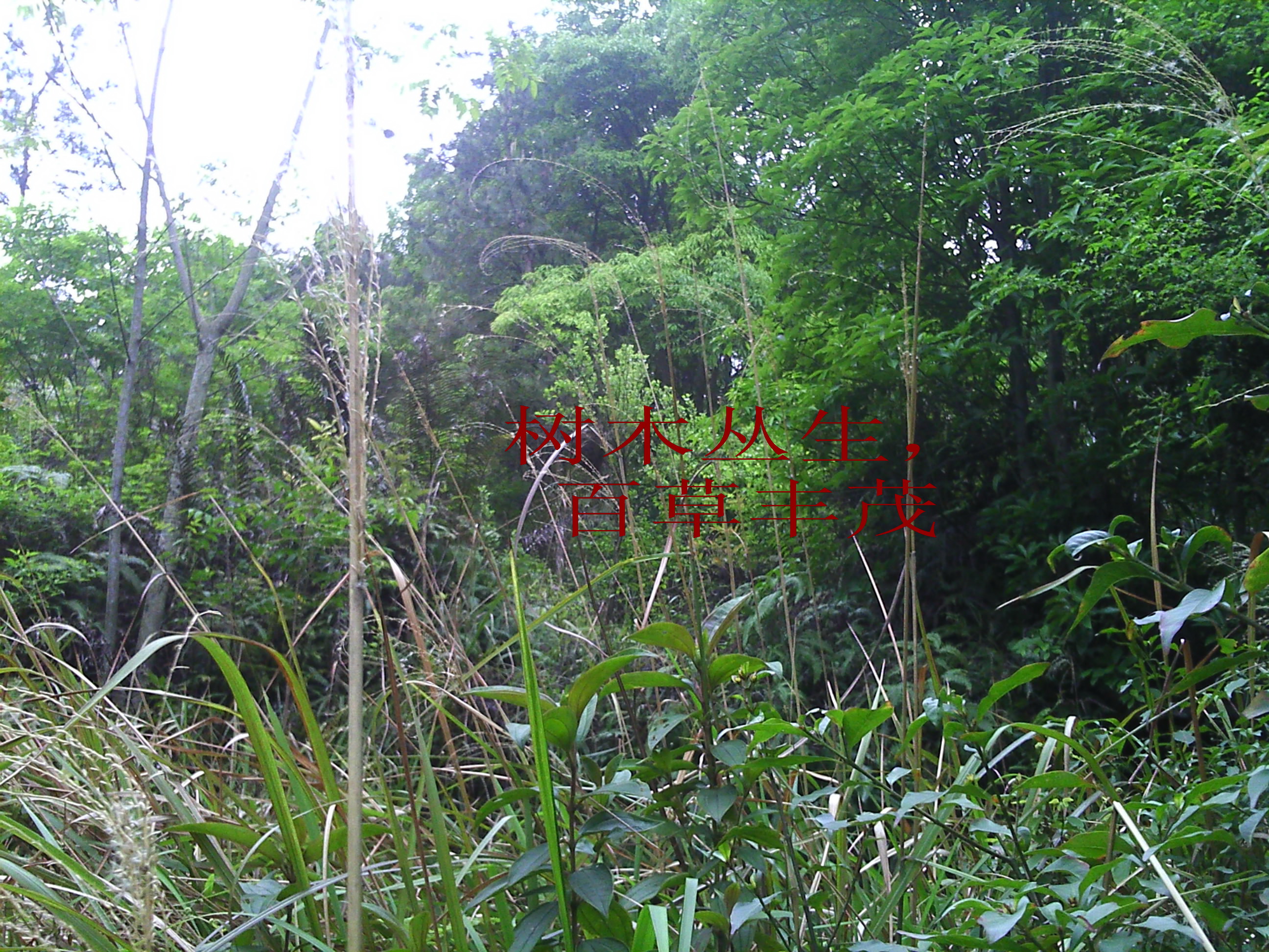IMGrjjr_0037.jpg