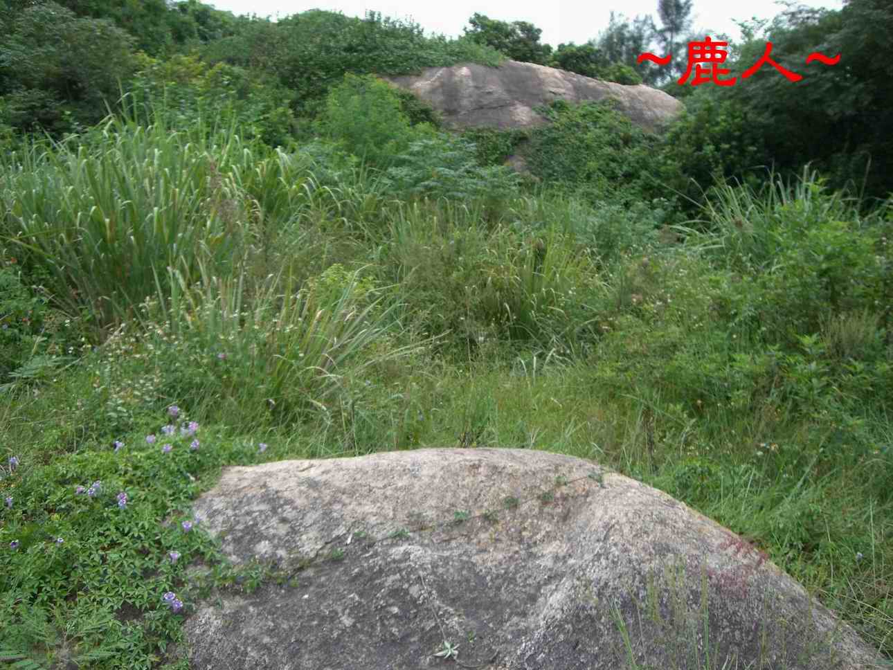 3走出原始林穴場後來龍之巨石3.JPG