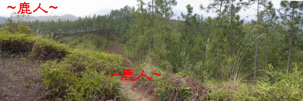 3看父母山後來龍一節束脈照.JPG