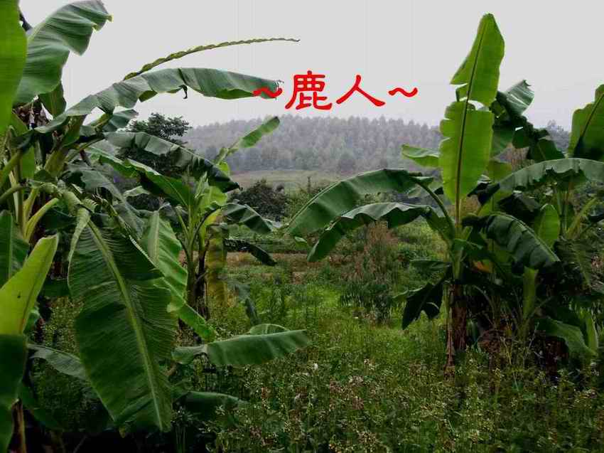 1找個縫隙先瞄一下_看穴山.JPG
