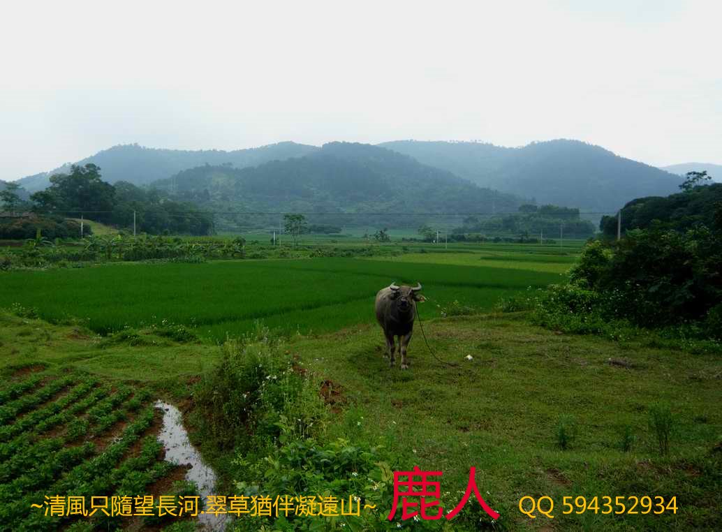1兩廣交界的牛.JPG