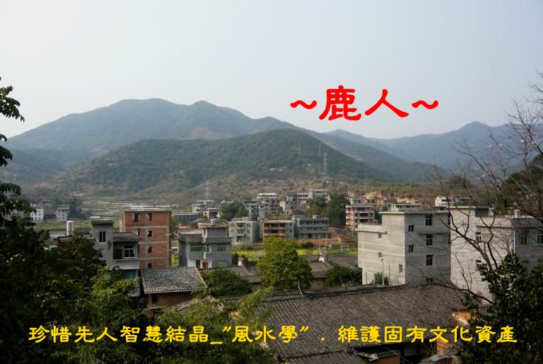 1鄉間牛2.JPG