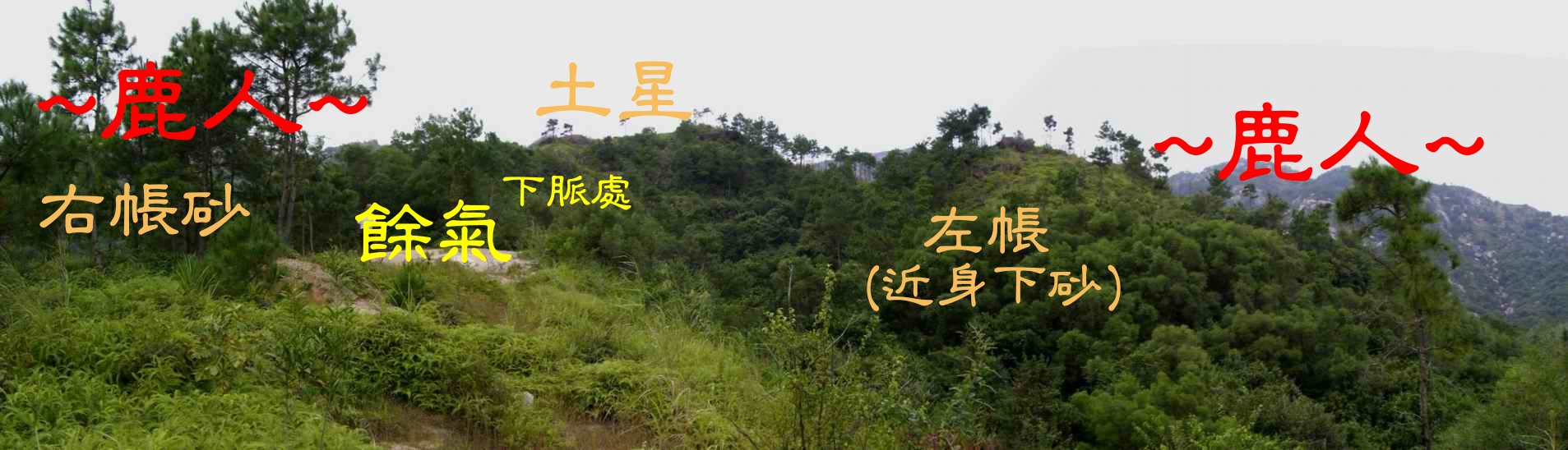 9在穴下餘氣看下脈與左帳(貼身下砂)照(右帳樹多難拍).JPG