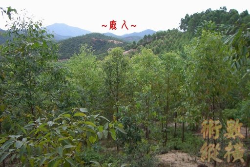 9複製 行龍一節看來龍(神氣活現).jpg