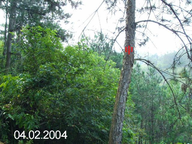 PICT1219.JPG