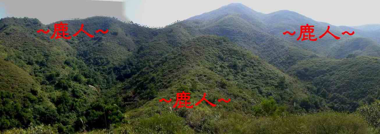 A穴星頂後看下脈入首照.JPG