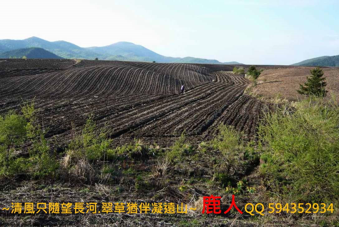小興安嶺_2.JPG