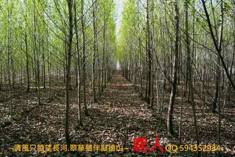 小興安嶺_3.JPG