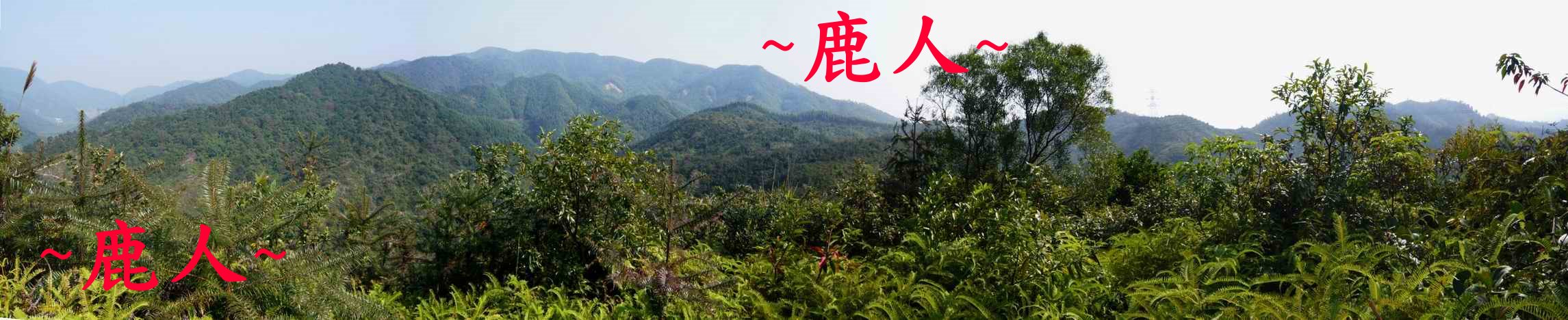 山龍_行龍節上看下脈與來龍一段_783.JPG